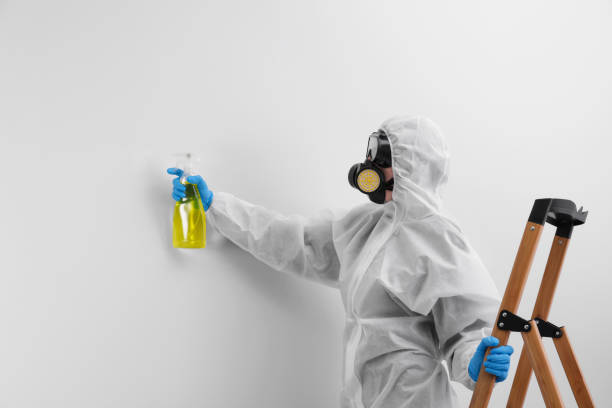 Why You Should Choose Our Mold Remediation Services in Poulsbo, WA